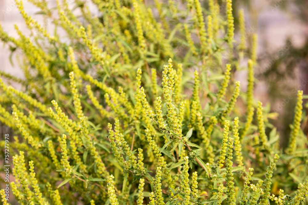 Flowering ragweed (Ambrosia artemisiifolia) plant growing outside, a common allergen