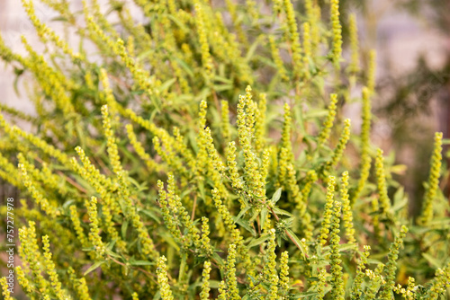 Flowering ragweed (Ambrosia artemisiifolia) plant growing outside, a common allergen