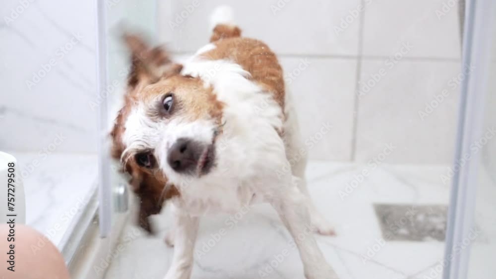 A drenched Jack Russell Terrier dog shakes off water in a shower, a snapshot of a pet bath routine filled with splashes and energy A drenched Jack Russell Terrier dog shakes off water in a shower, a snapshot of a pet bath routine filled with splashes and energy