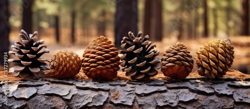 Conifer cones from shortstraw pine and larch trees are arranged on a log in the woods, showcasing natural materials and fruits from terrestrial plants photo