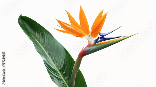 Strelitzia Regina flower close-up