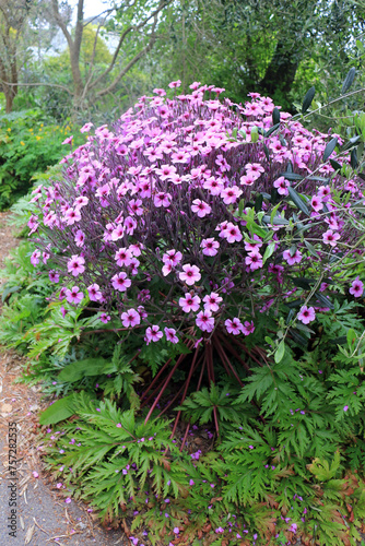 Geranium maderense or the Madeira cranesbill