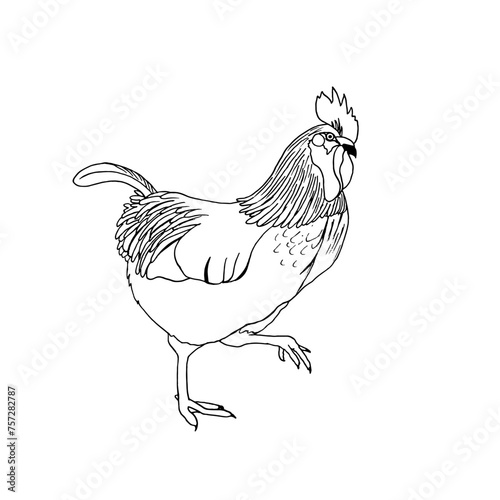 Big handsome rooster with a plucked tail walks around the poultry yard. Vector illustration in the style of doodles.