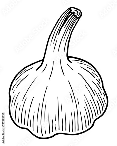 Head garlic sketch. Spicy garden vegetable. Healthy flavorful food. Hand drawn vector illustration.