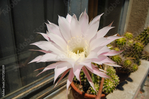 Flor de cactus