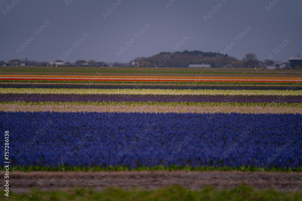 Fototapeta premium Landscape at dusk with a field of purple hyacinths in bloom in Netherlands. Cultivation of bulb flowers in rows (Hyacinthus orientalis) in the plains in rainy weather