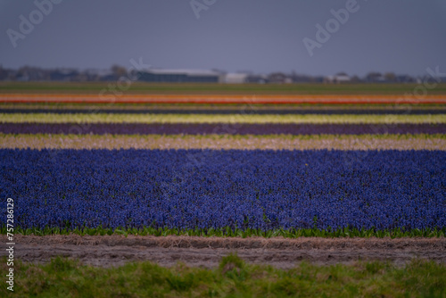 Landscape at dusk with a field of purple hyacinths in bloom in Netherlands. Cultivation of bulb flowers in rows (Hyacinthus orientalis) in the plains in rainy weather