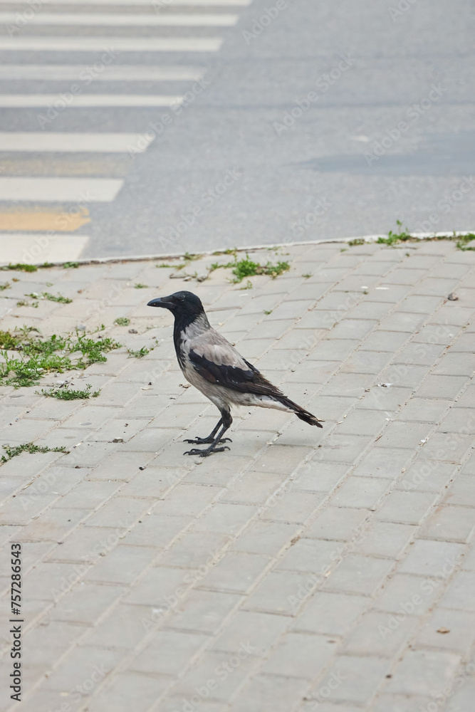 Fototapeta premium The crow bird stands on the city pavement.