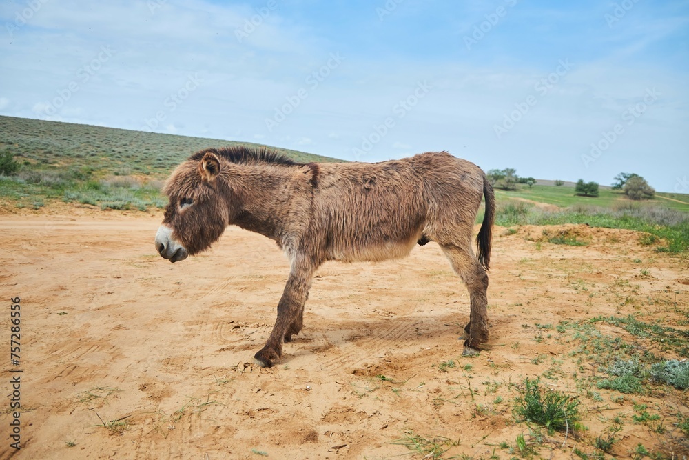 Fototapeta premium The animal is a donkey. A pet for riding or transporting heavy loads.