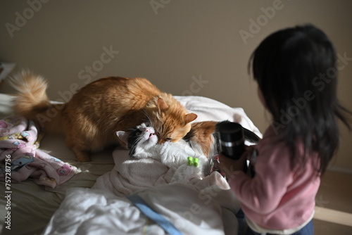 三毛猫にじゃれつく茶トラ（マンチカンとメインクーン）