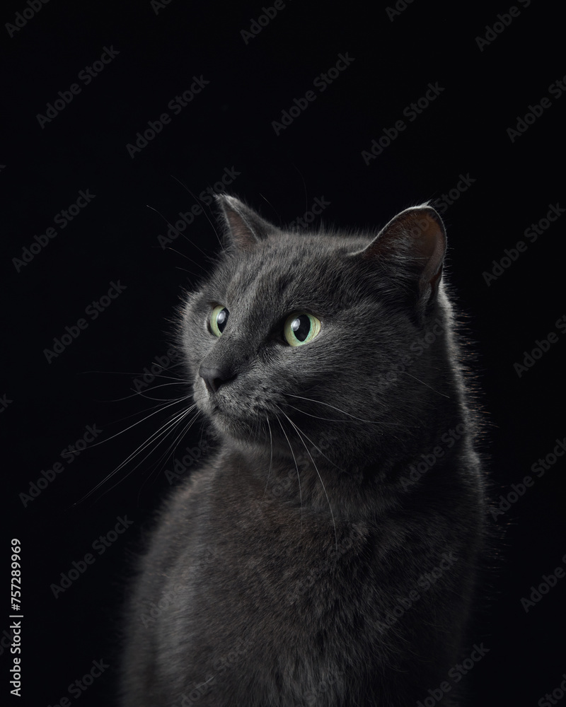 An enigmatic grey cat with luminous green eyes is captured in profile against an inky black backdrop, exuding elegance. An enigmatic grey cat with luminous green eyes is captured in profile against an inky black backdrop, exuding elegance.