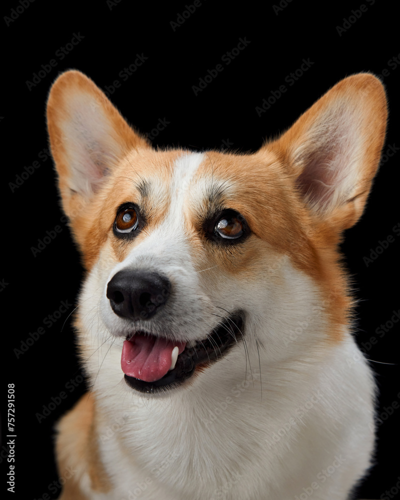 A cheerful Pembroke Welsh Corgi dog with a bright expression against a black background. The dog's lively eyes and open mouth suggest a playful and friendly disposition