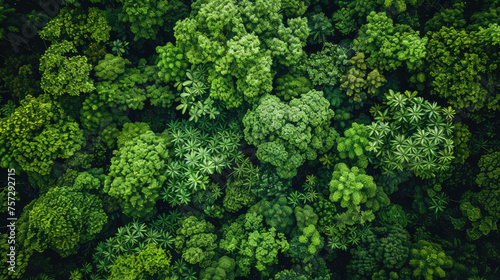  Save to Library Download Preview Preview Crop Find Similar FILE #: 678187191 Aerial top view of green trees in forest. Drone view of dense green tree captures CO2. Green tree nature background 
