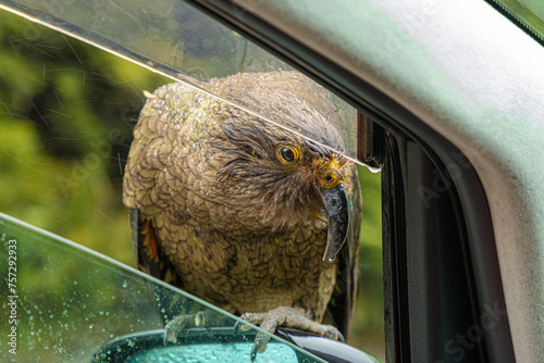 A curious kea (Nestor notabilis) peers into a vehicle at a stop along the road to Milord Sound in Fiordland on the South Island of New Zealand. The large, parrots were once killed for bounty. photo