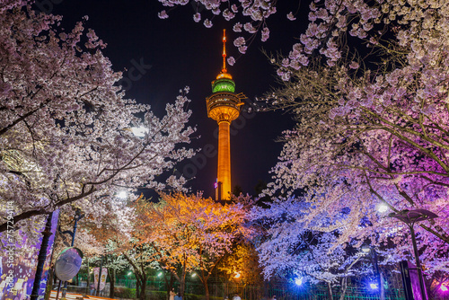 Night view of Cherry Blossom festival at Daegu E-World.Daegu,South Korea.