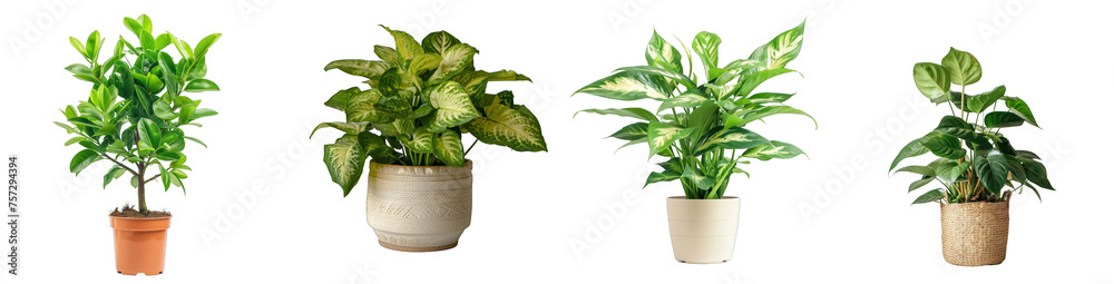 Collection of potted indoor palm plants, houseplants in various decorated green vases, isolated on a transparent background with a PNG cutout or clipping path - obrazy, fototapety, plakaty 