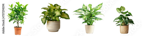 Collection of potted indoor palm plants, houseplants in various decorated green vases, isolated on a transparent background with a PNG cutout or clipping path photo