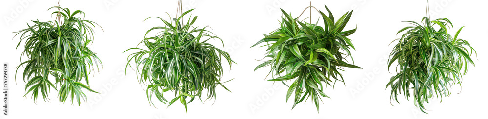 A cluster of chlorophytum comosum with green leaves hangs in the corner white transparent background png