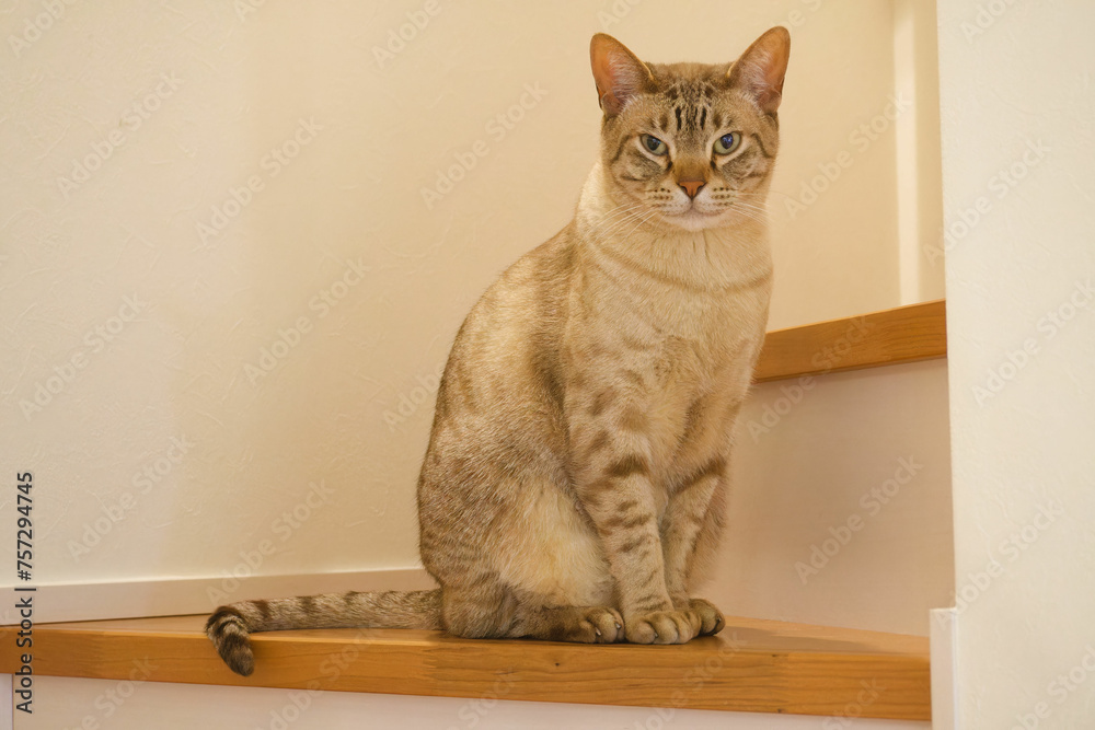 Australian Mist cat sitting on a stair and watching camera