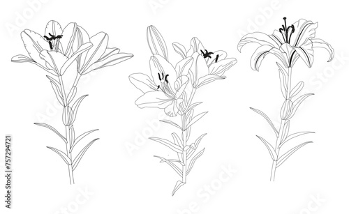 Vector Lily floral botanical flower. Black and white engraved ink art. Isolated lilies illustration element. © olgamurkot