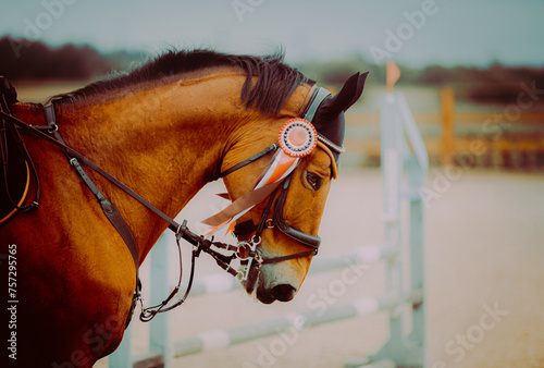 A beautiful bay horse, with a rosette on its bridle, gallops around in a show jumping contest on a summer's day. Equestrian sport and victory.