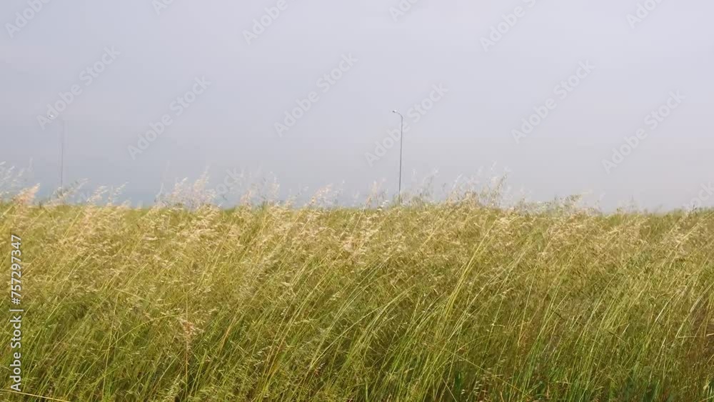 Meadow tall grass and wild flowers swaying by blowing wind outdoors Meadow tall grass and wild flowers swaying by blowing wind outdoors