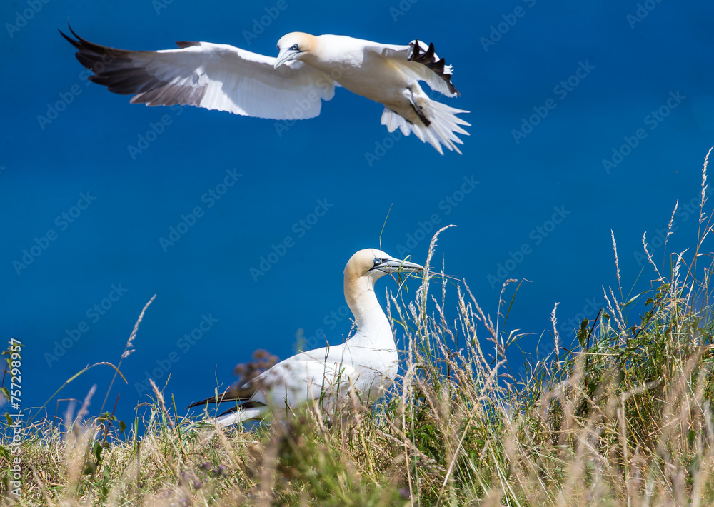 Fototapeta premium Gannets at Bempton Cliffs