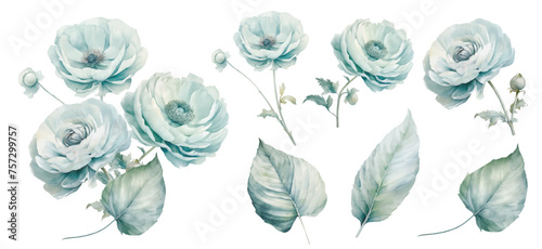 Set watercolor blue ranunculus flowers floral bouquet. Wedding concept a white background