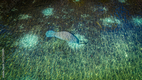 Aerial photo of manatee eating sea grass in Silver Glen Springs in the Ocala National Forest. photo