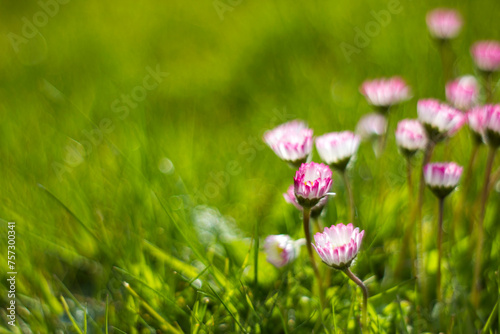 daisy flowers - soft focus - abstrackt background photo
