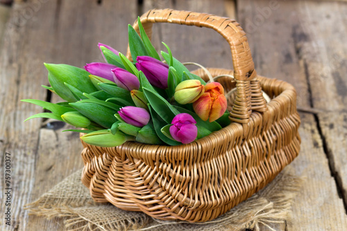 Colorful fresh tulips in wicker basket