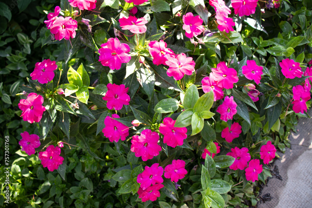 Vivid pink petunias in dappled sunlight with dew drops on the petals