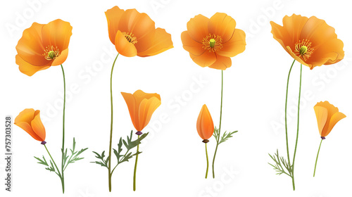 California Poppy Flower Blooming in Spring - Botanical Illustration on Transparent Background, Top View #757303528