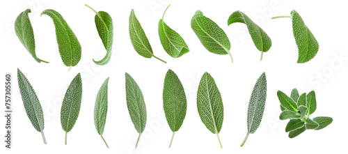 Bild auf Leinwand Sage leaves isolated in white
