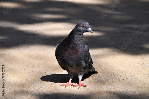 Beautiful pigeon sunbathing on dirt road photo