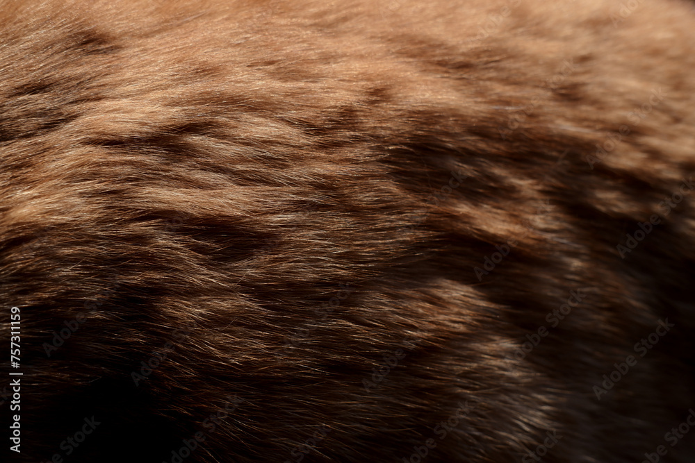 animal fur texture. orange animal fur background image