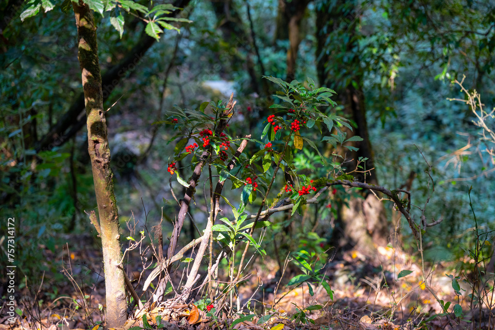 Red Berries Adorning the Forest Path on the Syabrubesi to Lama Hotel Trek, Langtang Region, Nepal
