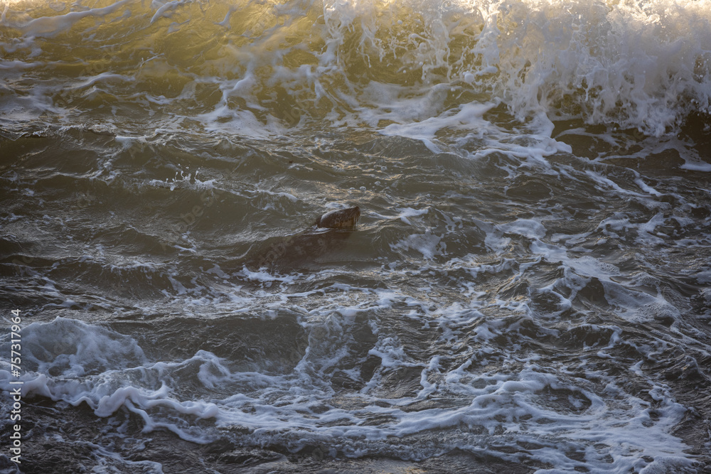 A dog is swimming in the ocean A dog is swimming in the ocean