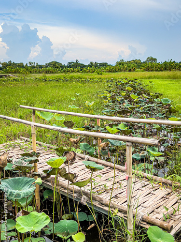 A small bridge made from bamboo. to use for crossing a short canal full of lotus flowers.