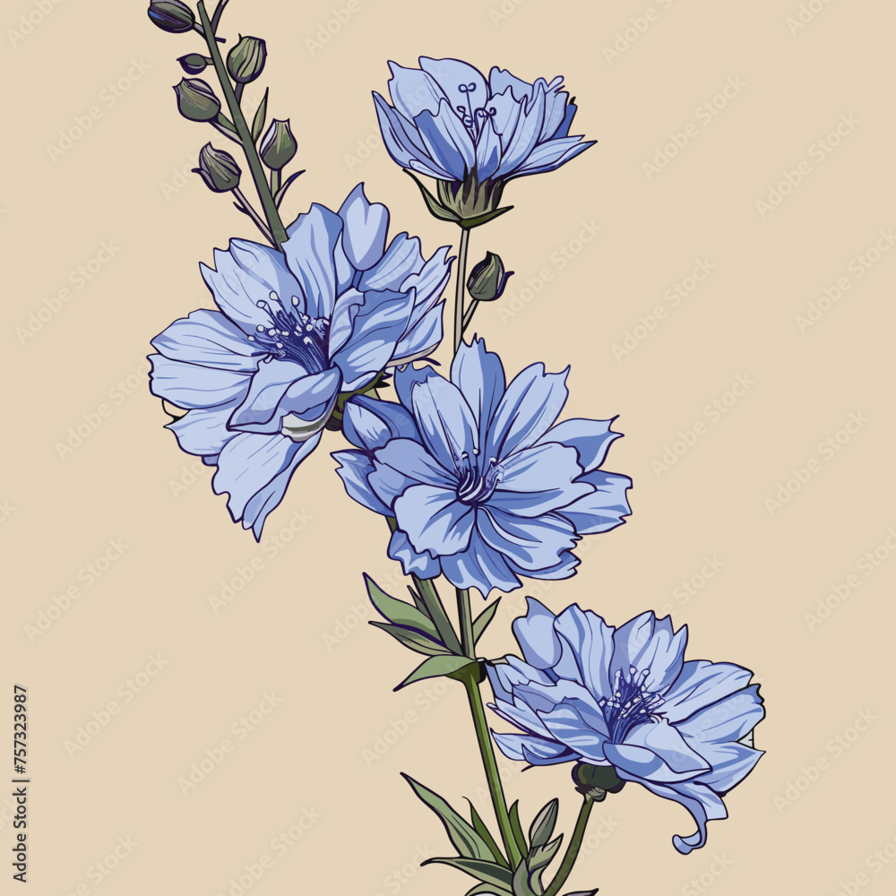 Flowers of the chicory plant. A useful medicinal herb. Vector illustration