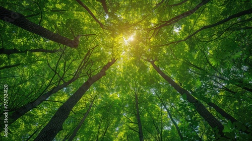 forest scene with towering trees reaching towards. Sunlight shining through the leaves of a lush green forest canopy.