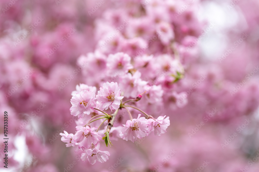 Japanese cherry Blossom (Sakura tree) spring season or hanabi season in japan, outdoor pastel color background Japanese cherry Blossom (Sakura tree) spring season or hanabi season in japan, outdoor pastel color background