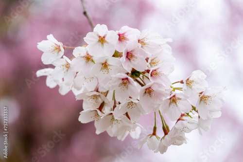 Japanese cherry Blossom (Sakura tree) spring season or hanabi season in japan, outdoor pastel color background photo