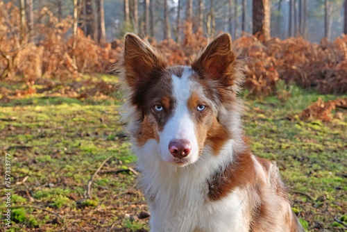 A tri coloured red merle border collie stood amongst the trees in pine woodland.