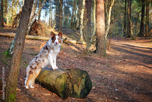 A tri coloured red merle border collie stood amongst the trees in pine woodland. photo