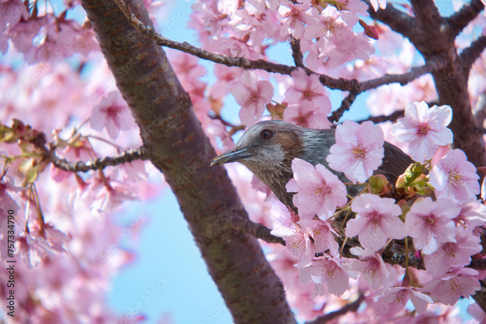 春の風景　ヒヨドリと桜
