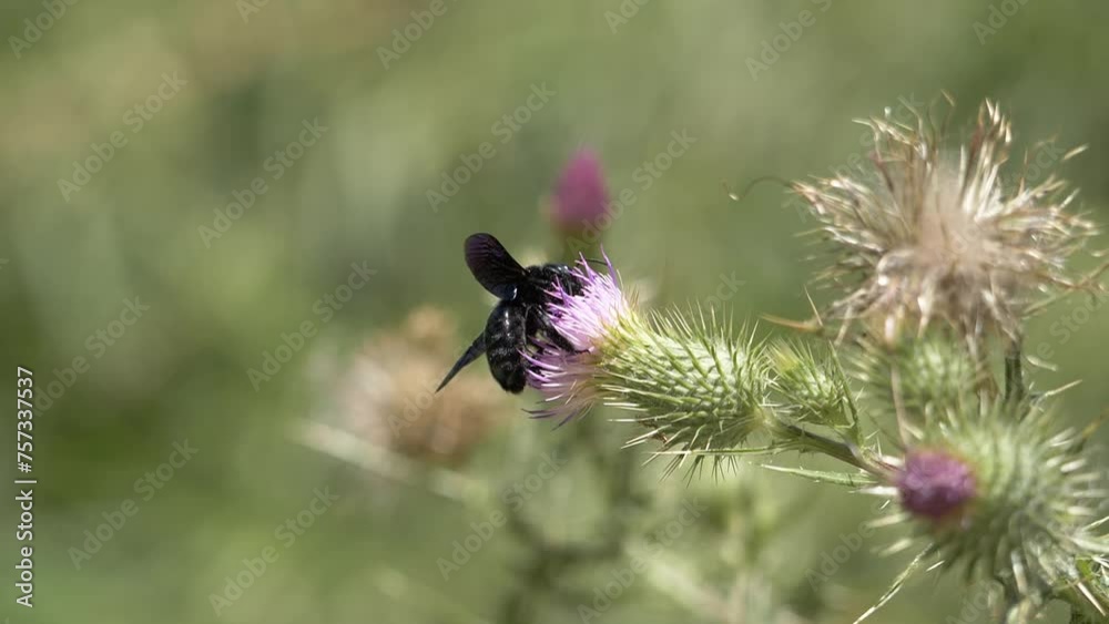 4k cámara lenta, abejorro negro en flor de cardo, se va volando, primavera, polinizador