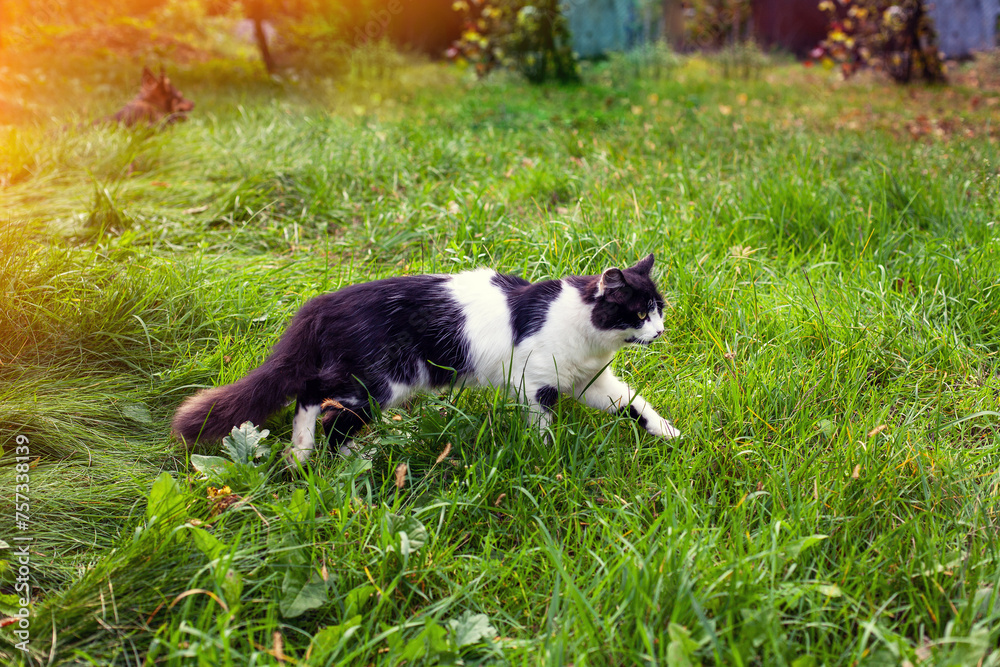 Black and white cat walks on the grass in the summer garden Black and white cat walks on the grass in the summer garden