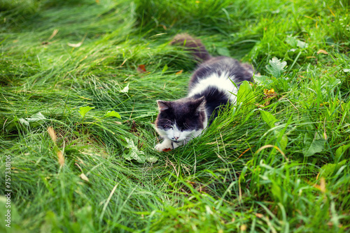 Black and white cat walks on the grass in the summer garden