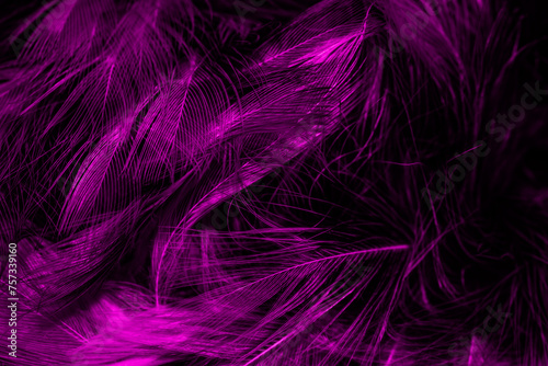 black and violet feathers. background